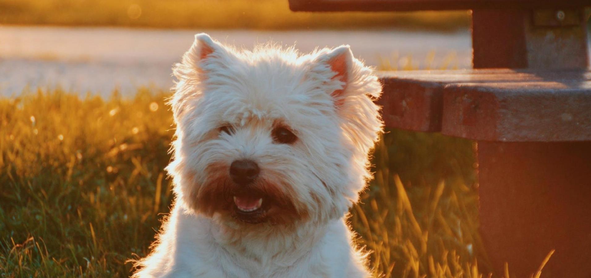 Un cane bianco seduto sull’erba accanto a una panchina, guarda verso la fotocamera con dolcezza.