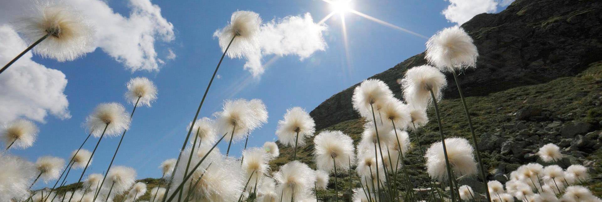 Soffioni sotto un cielo azzurro